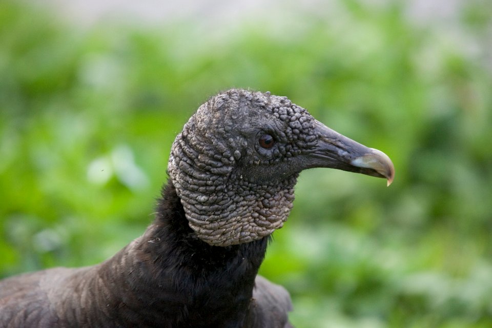 Black Vulture, NPS Photo, Rodney Cammauf