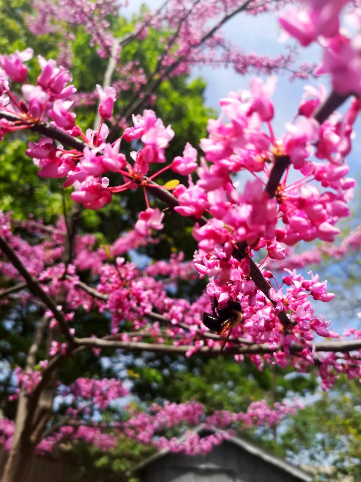 Bumblebee visiting redbud (Cercis canadensis)