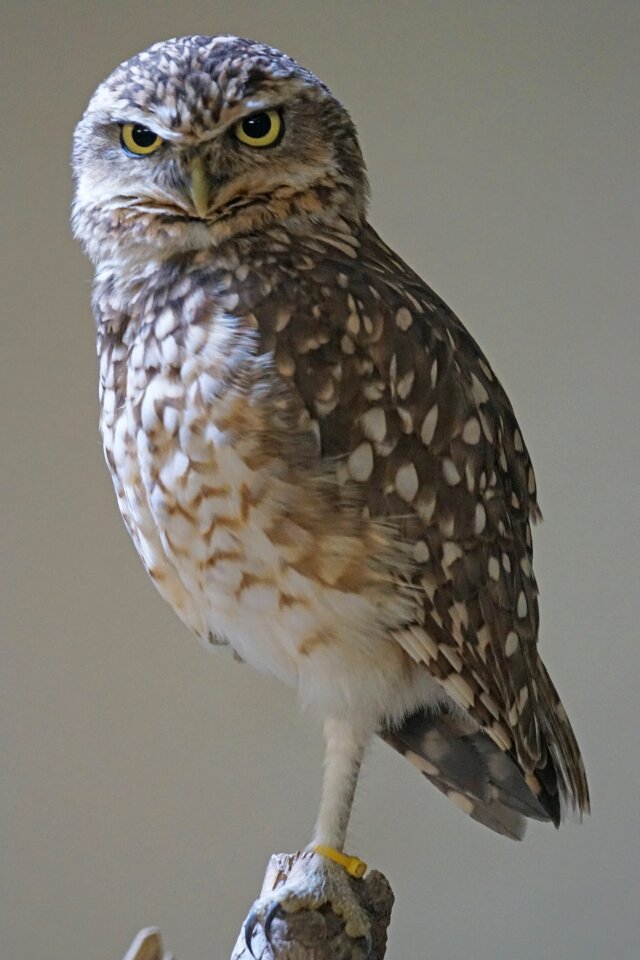 Animals bottom dwellers athene cunicularia