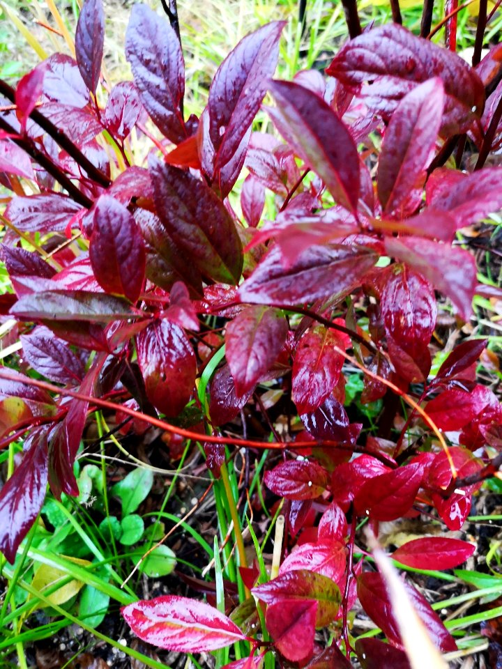 Itea virginica. Sweetspire with red autumn color