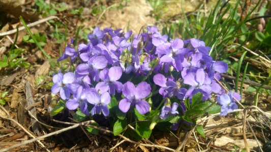 Viola