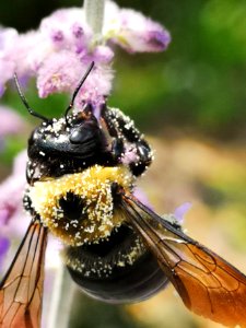Bee covered with pollen visiting Perovskia photo