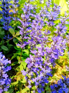 Ajuga Chocolate Chip photo