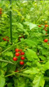 Matt's wild cherry tomatoes. Some blight or other foliar disease, which none of the other kinds have yet. Note the stake hasn't been tied to lately. A little too crowded in there.