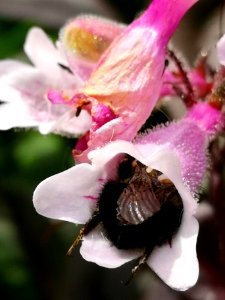 Bumblebee (Bombus) visiting hybrid beardtongue flowers Penstemon Dark Towers
