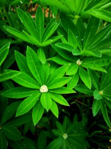Lupine after rain
