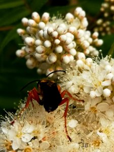 Great golden sand digger wasp (Sphex ichneumoneus) visiting false spirea (Sorbaria sorbifolia 'Sem') flowers