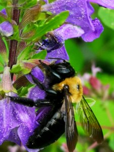 Carpenter bee Xylocopa virginica visiting dragonhead Dracocephalum moldavica