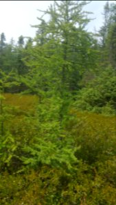 larch and leatherleaf at Sifton bog