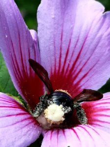Carpenter bee Xylocopa virginica visiting Hibiscus syriacus