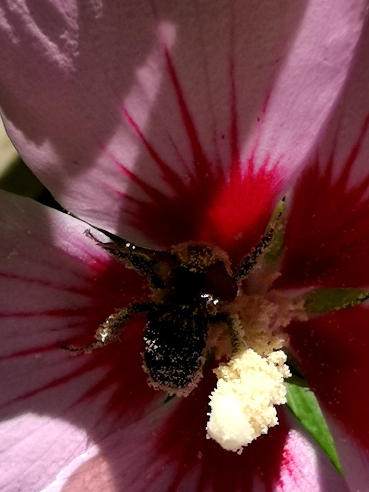 Bumblebee covered in pollen from rose of Sharon (Hibiscus syriacus)