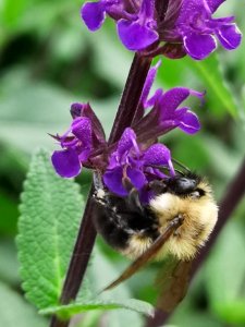 Bumblebee (Bombus sp.) on sage (Salvia nemorosa 'Caradonna') flowers