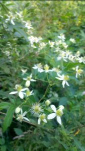 clematis