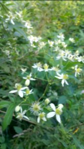 clematis photo