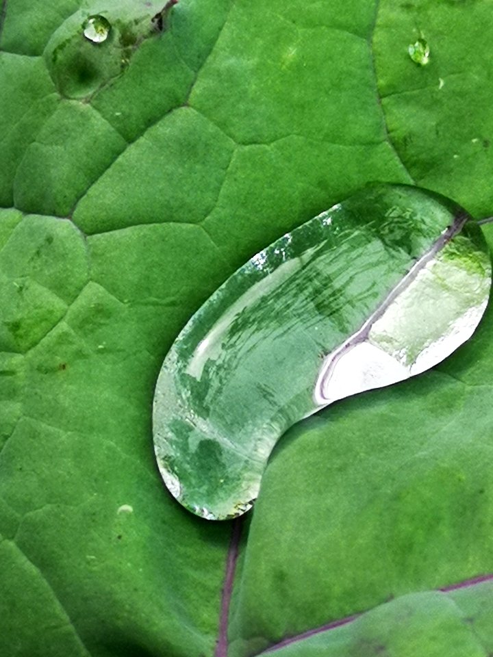 Water droplet on kale (Brassica napus)