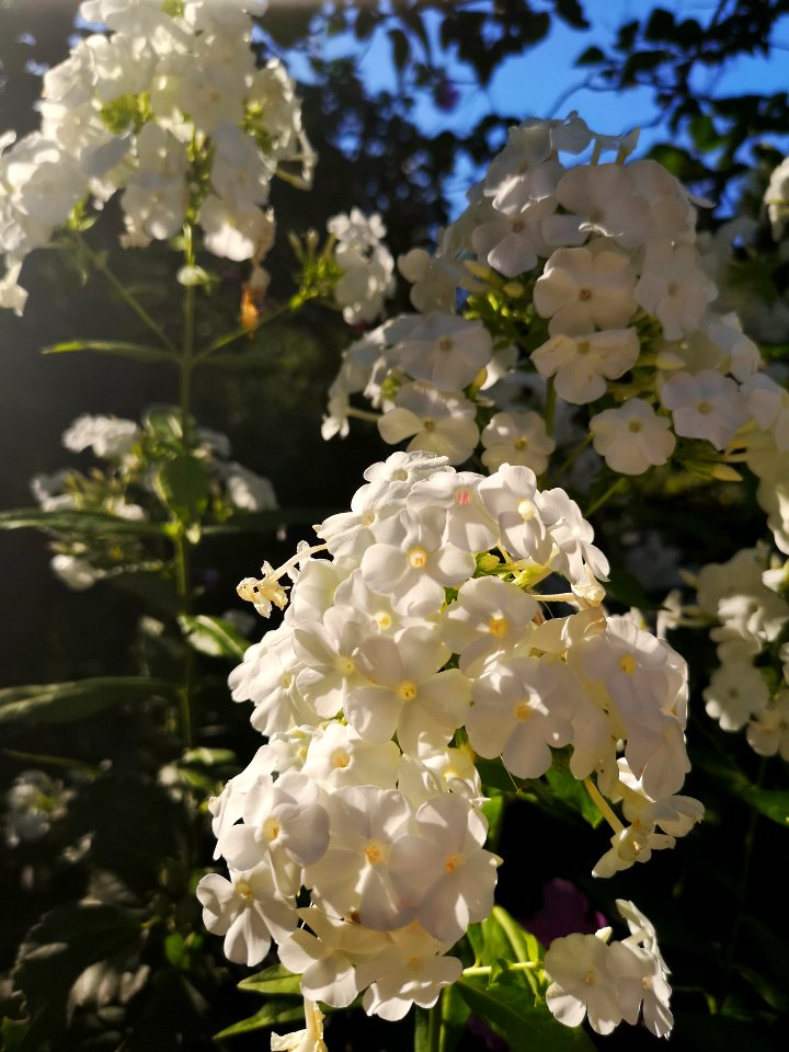 Phlox paniculata David