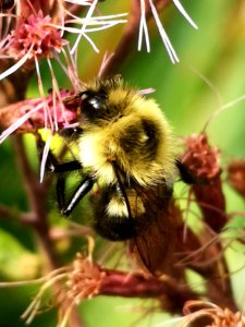 Bumblebee visiting Joe Pye weed Eupatorium dubium Baby Joe