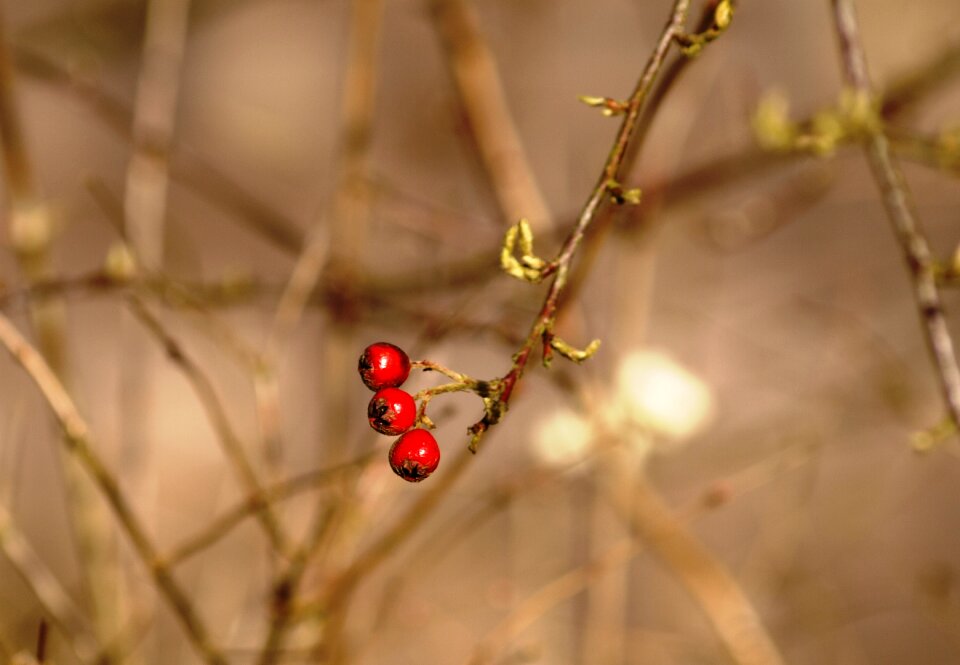 Autumn nature berry red