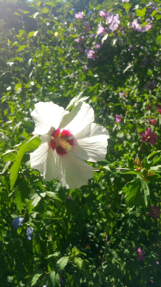 rose of sharon different shades
