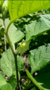 Physalis alkekengi