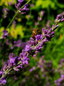 Lavender with honeybees photo