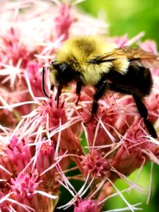 Bumblebee visiting Joe Pye weed Eupatorium dubium Baby Joe