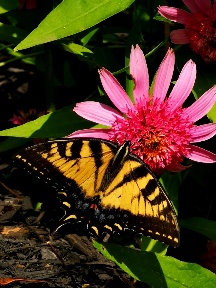 Canadian tiger swallowtail butterfly (Papilio canadensis) visiting coneflower (Echinacea 'Pink Double Delight')