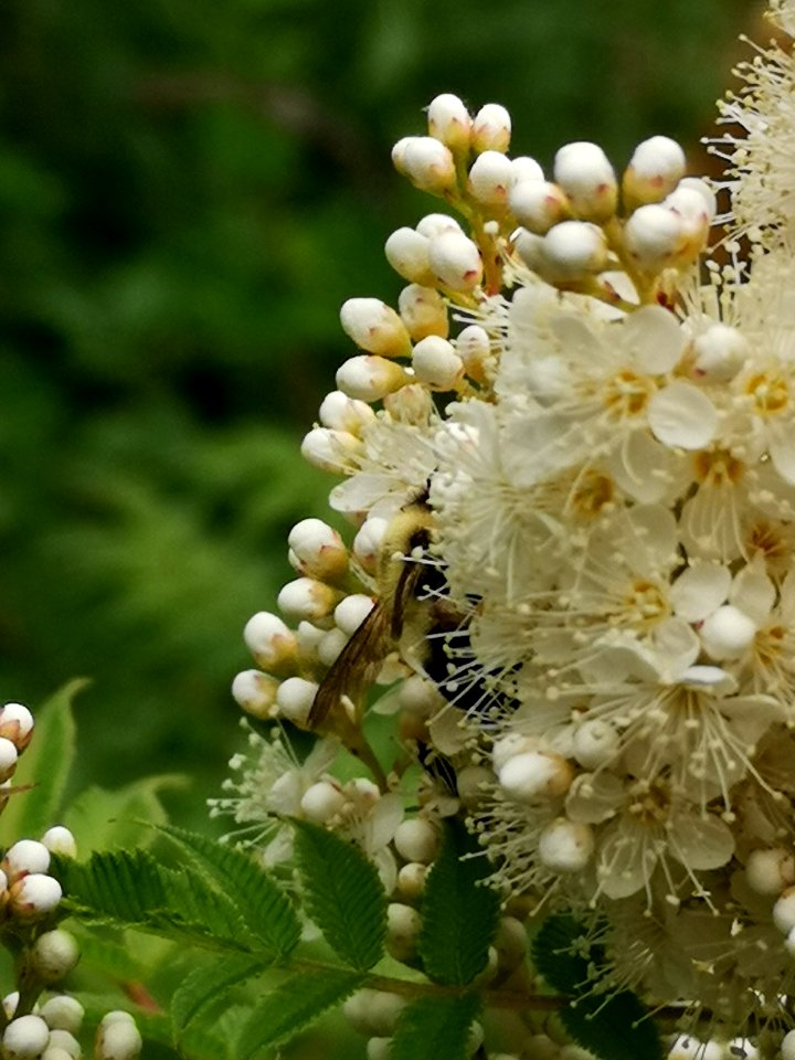 Bumblebee (Bombus sp.) visiting false spirea (Sorbaria sorbifolia 'Sem') flowers