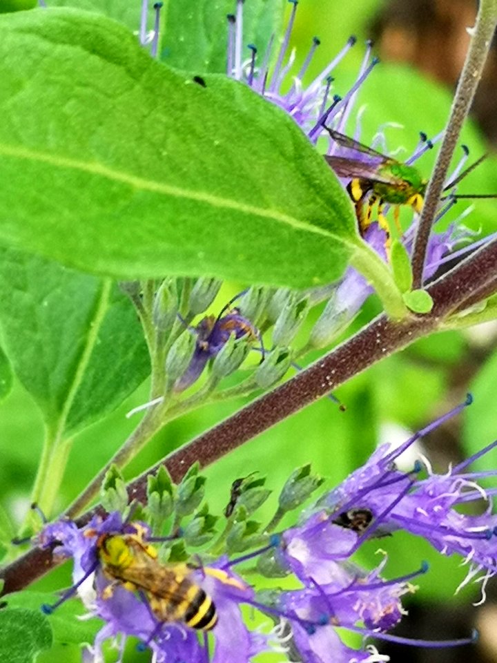 Sweat bees visiting bluebeard (Caryopteris Dark Knight)