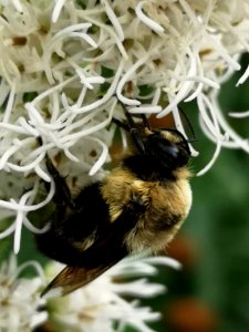 Bumblebees visiting gayfeather Liatris spicata ('Floristan White') photo