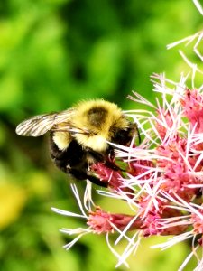 Bumblebee visiting Joe Pye weed Eupatorium dubium Baby Joe