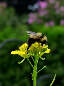 Bumblebee visiting mustard flowers Brassica juncea