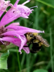 Bumblebee visiting Monarda didyma 'Rose Scented' photo