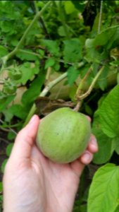 The Sakata's Sweet melons have been struggling but I've been neglectful