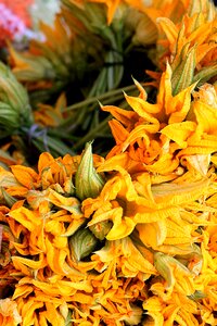 Garden fortin squash blossom