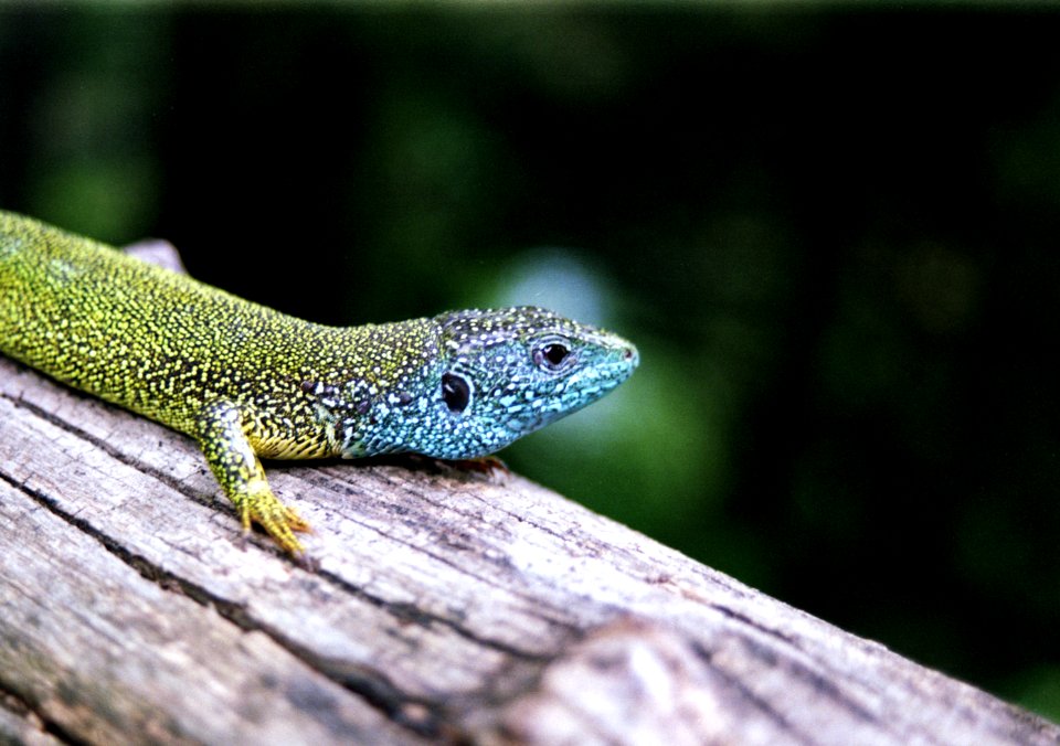 western green lizard (Lacerta bilineata)