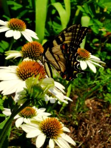 Canadian tiger swallowtail butterfly (Papilio canadensis) visiting coneflower (Echinacea 'PowWow White')