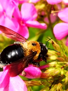 Carpenter bee Xylocopa virginica visiting Phlox paniculata