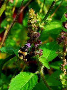 Bumblebee visiting holy basil Ocimum tenuiflorum