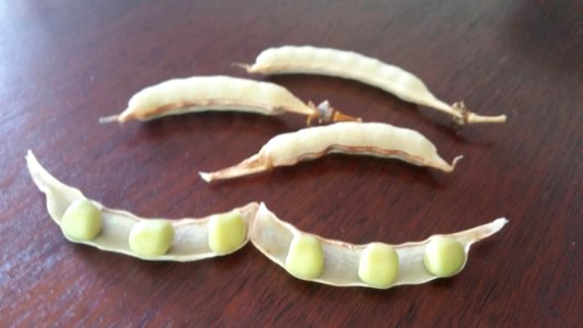 magnolia Blossom peas