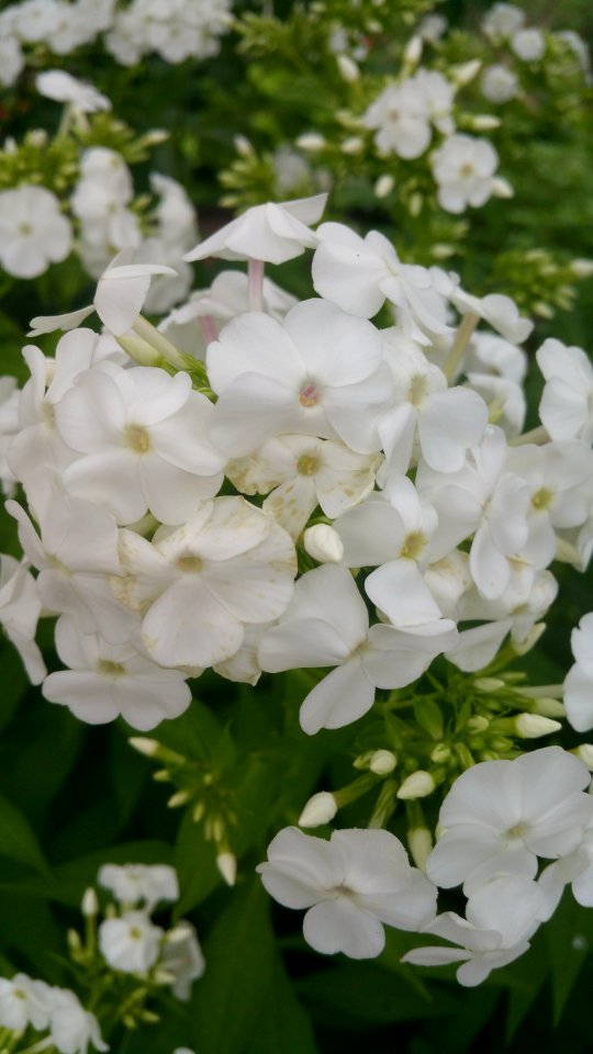 Phlox paniculata David