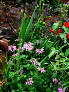 Hummingbird visiting bee balm Monarda didyma 'Rose Scented'