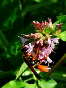 Sphex ichneumoneus visiting oregano