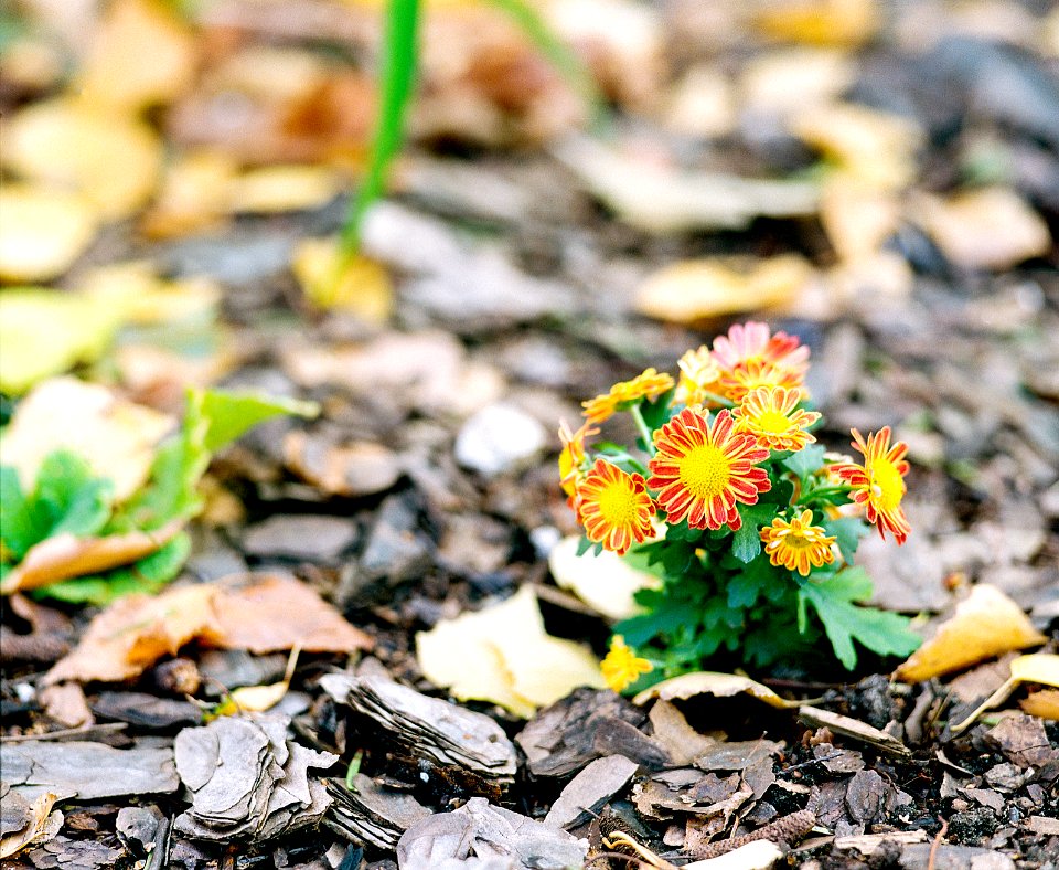 autumn flowers photo