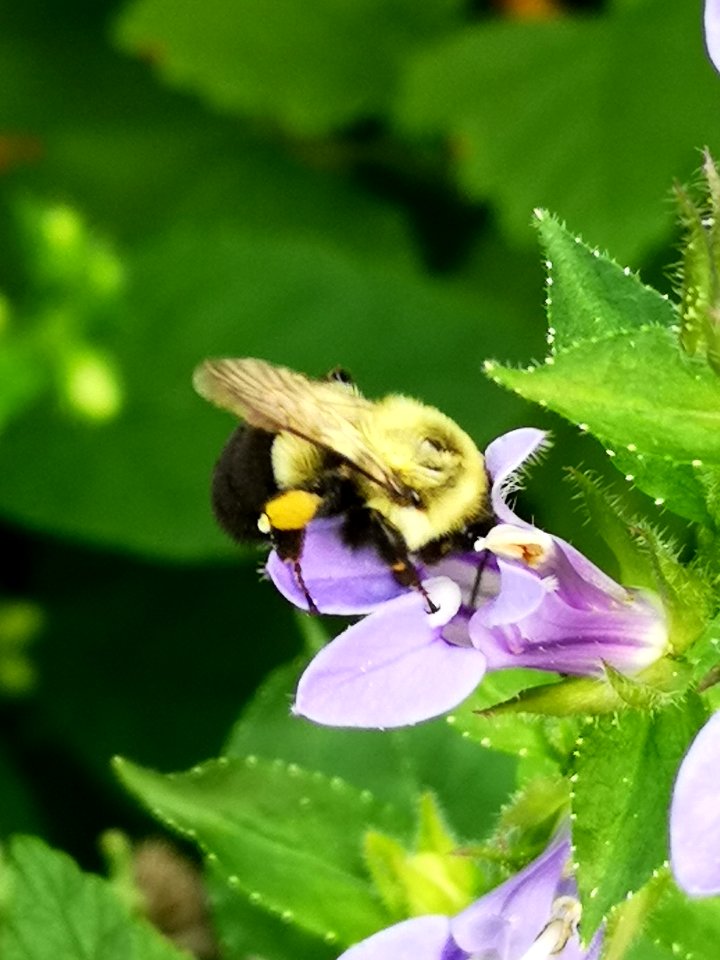 Bee visiting blue cardinal flower Lobelia siphilitica