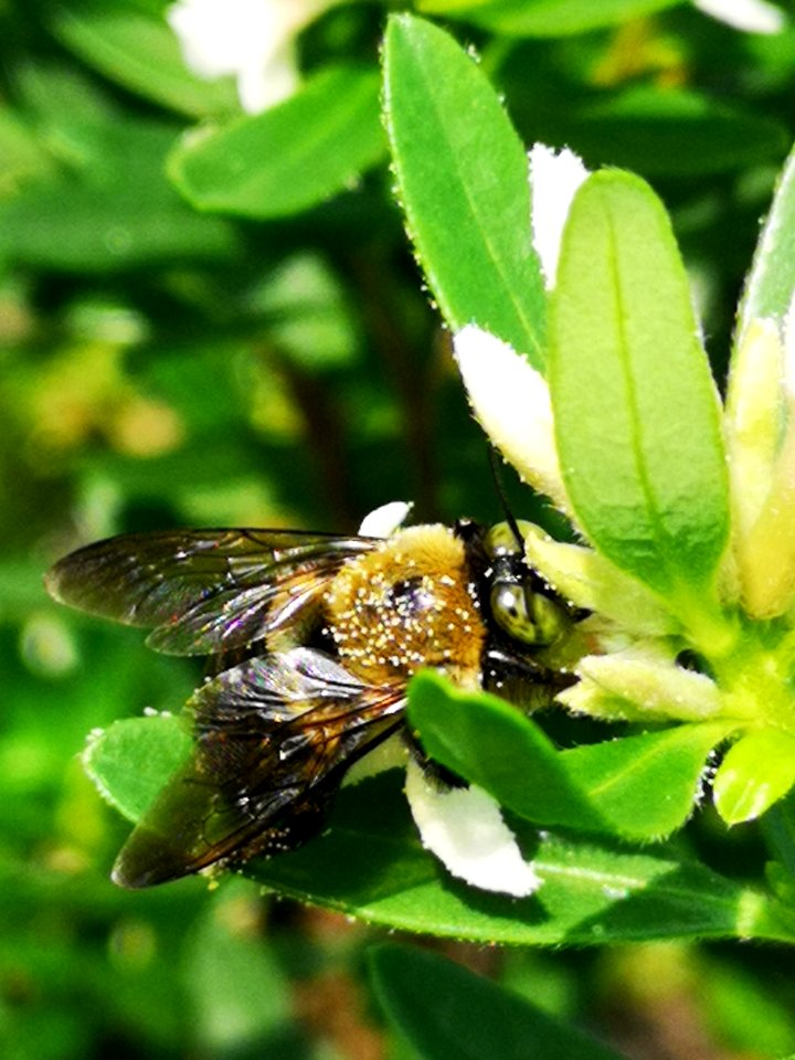 Carpenter bee nectar robbing Daphne (hybrid Eternal Fragrance) flowers, with pollen
