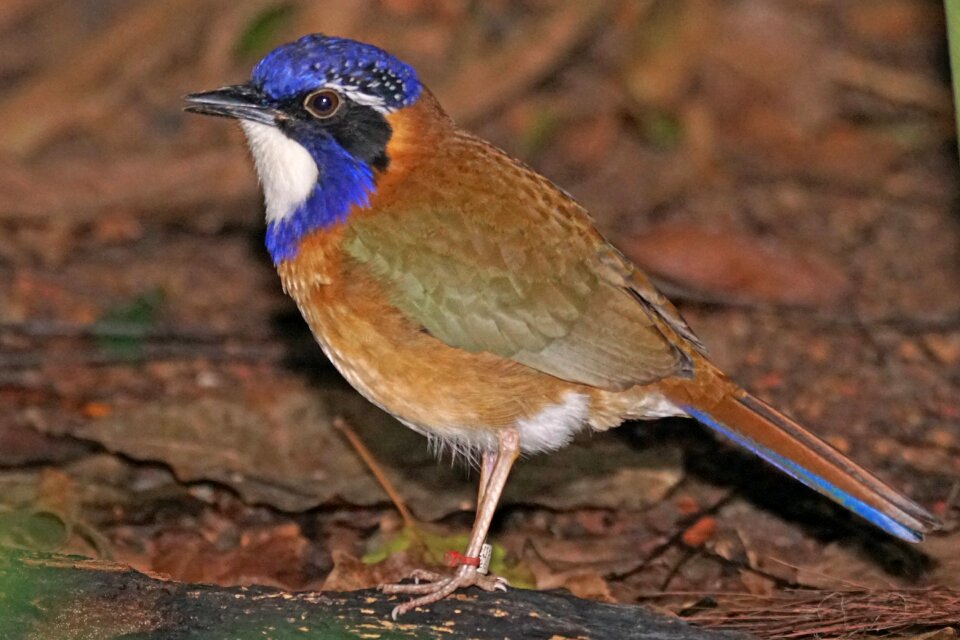 Racke bird rainforest madagascar