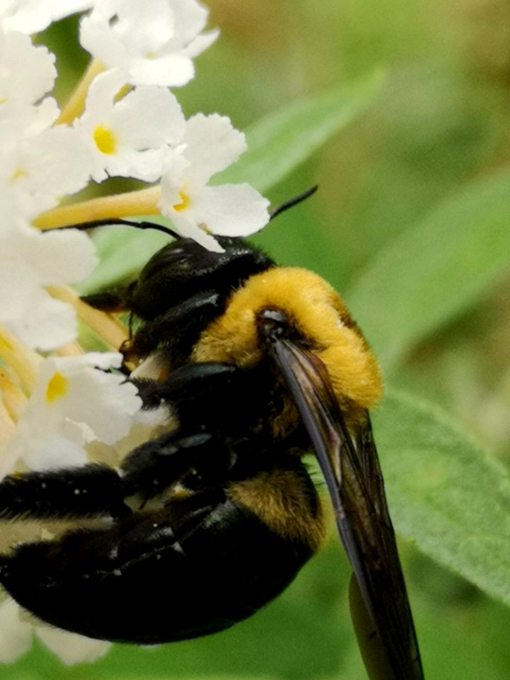 Carpenter bee nectar robs butterfly bush