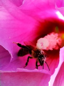 Honeybees visit rose of Sharon (Hibiscus syriacus) too but they don't get completely covered in pollen like bumblebees do because they are less fuzzy photo