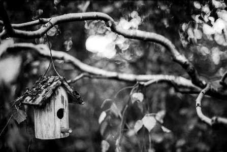birdhouse / madárház